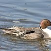 Northern Pintail